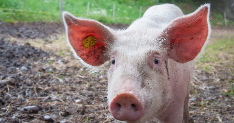 De groei van veganisme als levensstijl