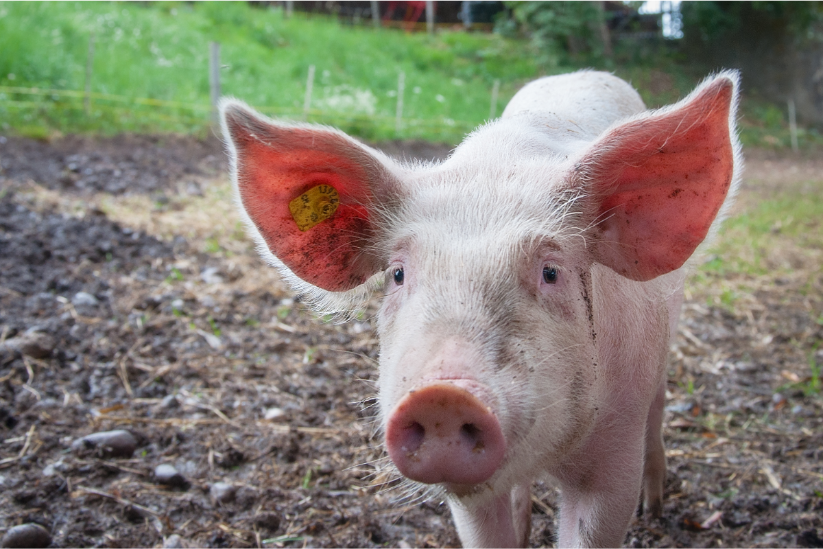 De groei van veganisme als levensstijl